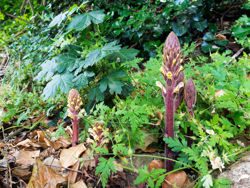 Orobanche hederae, Ivy Broomrape. Parasitic plant.