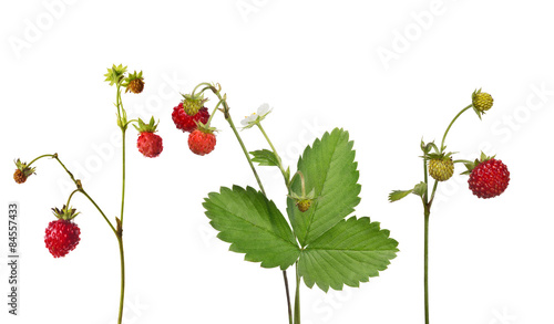 wild strawberry with ripe berries collection