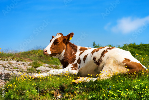 Calf on a Mountain Summer Pasture