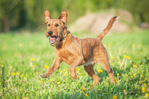 Irish terrier dog running
