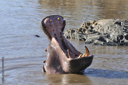 hipopotam 