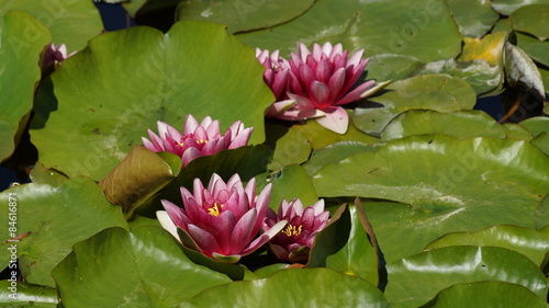 Nymphaea ,pink nymphea - Aquatic vegetation 