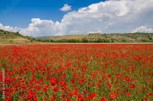 Campo de amapolas