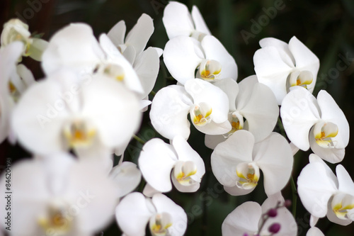 White orchids on the leaves background