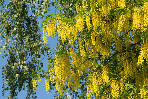 Laburnum 