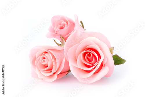 pink rose flower on white background