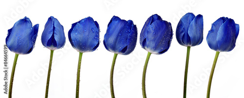 Dewy blue tulips isolated on white background
