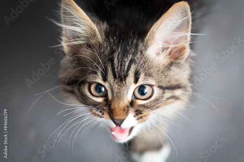 portrait of a kitten meowing