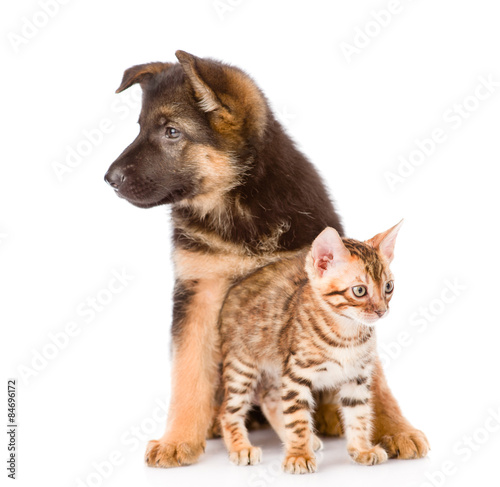 bengal kitten and german shepherd puppy dog sitting together. is