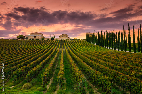 Vineyard in Umbria, Italy