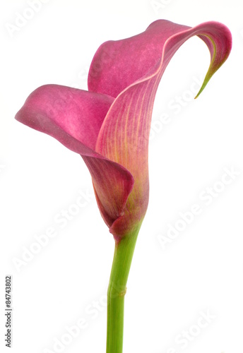 zantedeschia