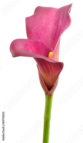 zantedeschia