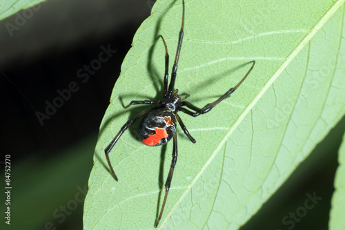 Red-back widow spider (Latrodectus hasseltii) in Japan 
