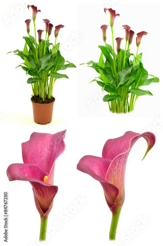 zantedeschia