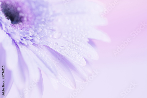 Close up and selective focus of sweet pink Gerbera flower with
