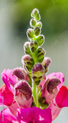 Purple snapdragon flower in the garden, close up.