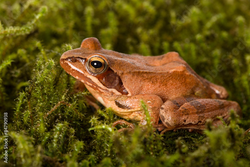 Frog sitting in ambush on green moss. It´s a spring frog (Rana dalmatina).