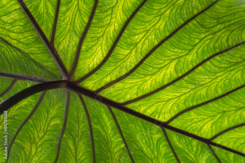 Close-up groen blad met nerven