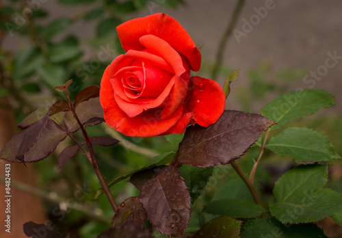 beautiful red rose in a garden