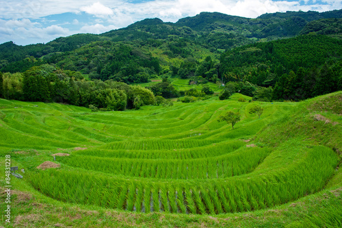 Rice Terrace of Oyama Senmaida in the Summer, Kamogawa, Chiba, Japan