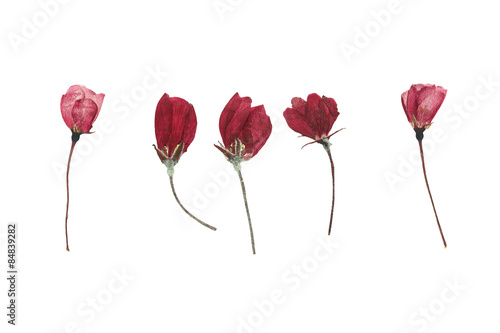 pressed and dried flower buds of apple. Isolated on white backgr