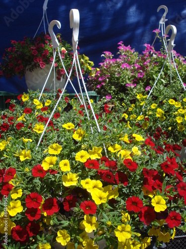 Colorful calibrachoa flowers in pots with hanger, at outdoor flower shop
