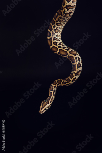 tiger python, black and yellow, against black background