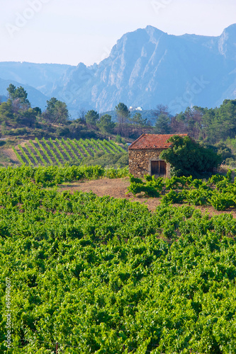 Vineyards in the Languedoc, France