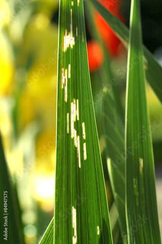 Mamestra brassicae on Gladiolus