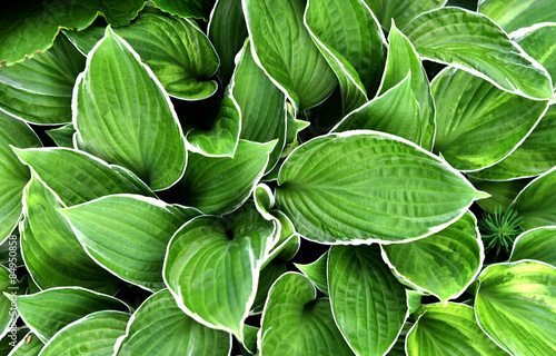 Hosta, perennials with a compact or dense korotkovetvistym rhizome and root system consisting of threadlike roots fibrillose 