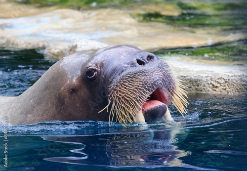close up face of walrus floating in deep blue water