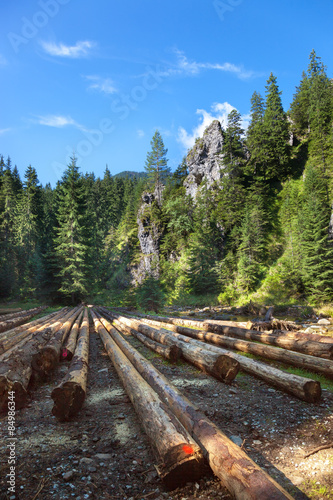 Cut wood against forest in the Tatras mountains.