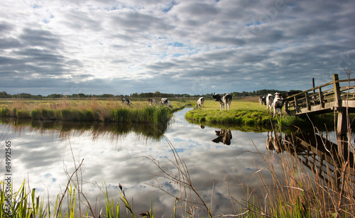 Koeien in de wei in de vroege morgen