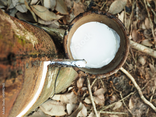 Milky latex extracted from natural rubber tree, Hevea Brasiliens