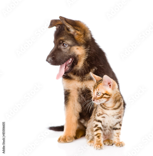 german shepherd puppy and bengal kitten looking away. isolated o