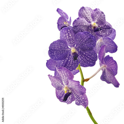 purple vanda orchid