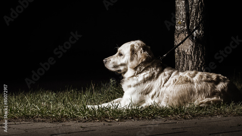 Ausgesetzter Hund - abandoned dog