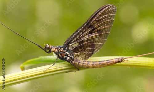 Close-up of a mayfly 