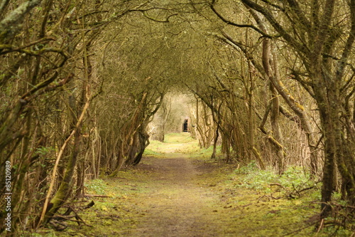 Tunnel d'arbres