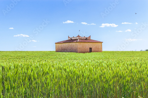 palomar en campo de trigo
