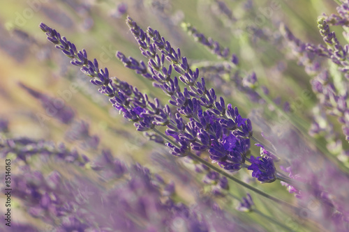 Lavender blossoms.Closeup of lavender flower growing on field 