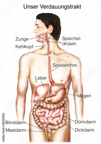 Verdauungstrakt.Der Weg der Nahrung.Magen-Darm 