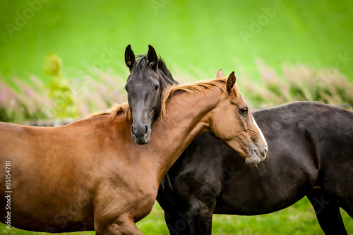 Two horses embracing.