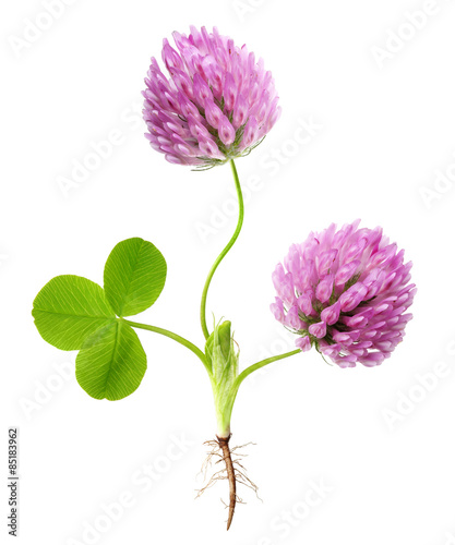 Green clover leaf and flower isolated