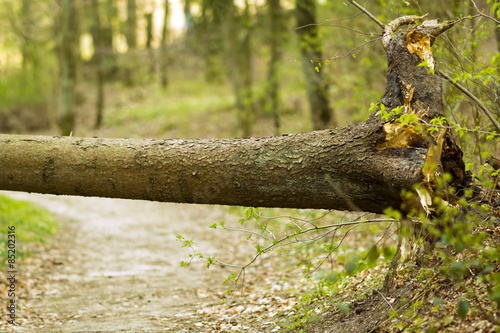 Hindernis - umgefallener Baum nach dem Sturm