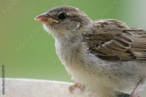 Passer domesticus - wróbel zwyczajny