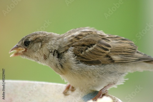 Passer domesticus - wróbel zwyczajny