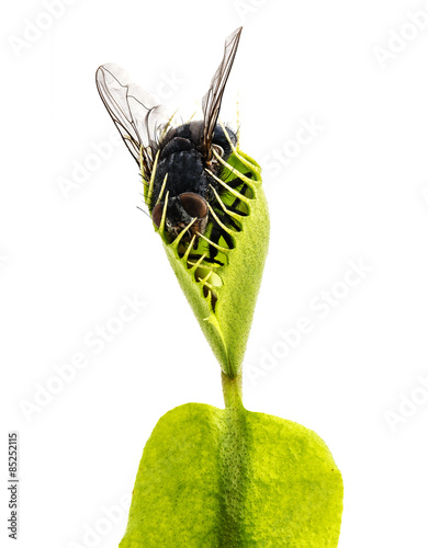 Venus flytrap - dionaea muscipula with trapped fly