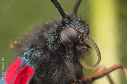 Zygaena butterfly closeup