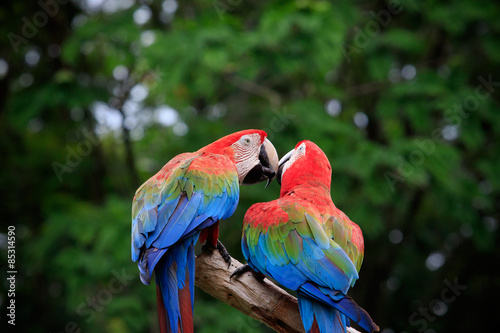 close up couples of beautiful of scarlet macaw birds peaning and